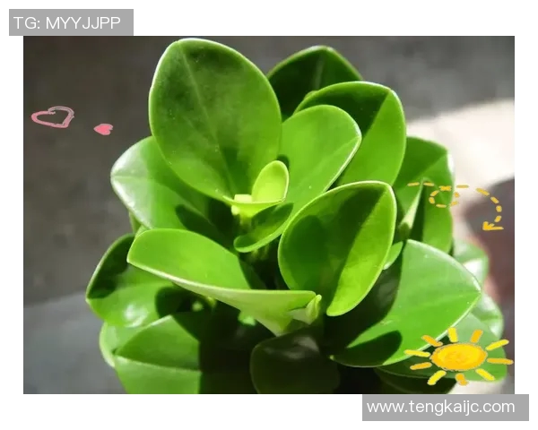 盆栽艺术：探索小空间中的绿意与生活美学结合之道